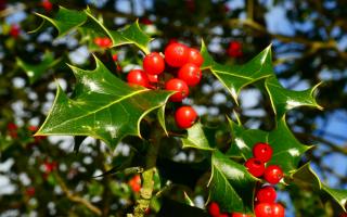 Holly berries are often bright red and ripe looking by November, although the birds won’t touch them until the New Year when the bitter principle they contain has broken down.