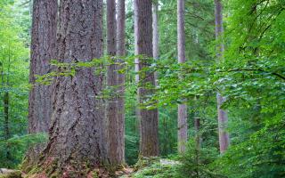 Native to North America, the species has been used in British forestry for over 100 years